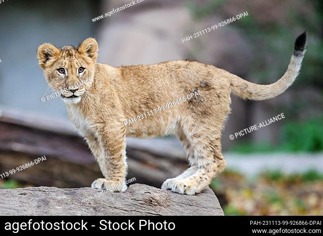 13 November 2023, Saxony, Leipzig: A lion cub stands in the lion savannah at Leipzig Zoo. The four lion cubs have now all been given names
