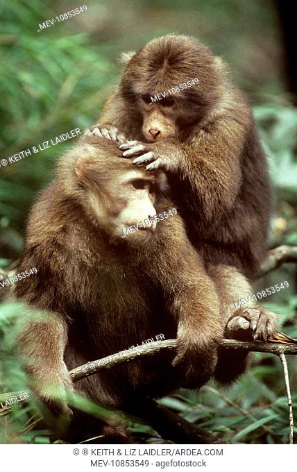 Tibetan / Pere David's / Chinese Stump-tailed / Milne-Edward's Macaque - grooming (Macaca thibetana)