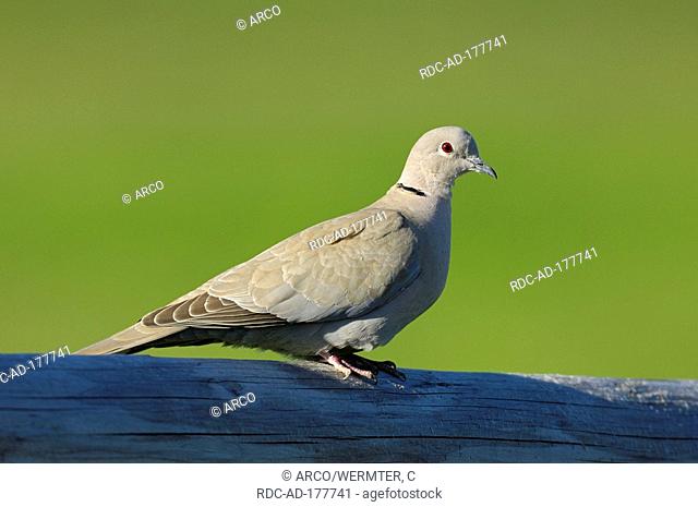 Collared Dove, Netherlands, Streptopelia decaocto, side