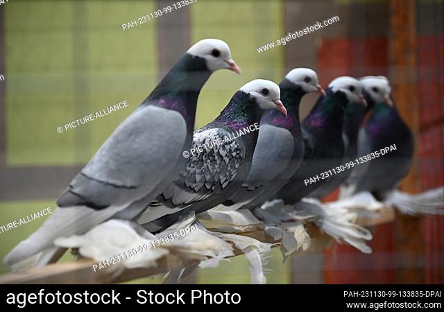 30 November 2023, Saxony, Leipzig: Several pigeons of the Saxon monk pigeon breed sit in a cage. From December 1 to 3, 2023