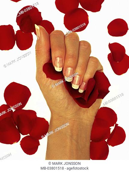 Women hand, rose leaves,   Woman, detail, hand, been in the habit of, French Manicure, petals, leaves, red, satin, hold, feels, concept, beauty, Beauty
