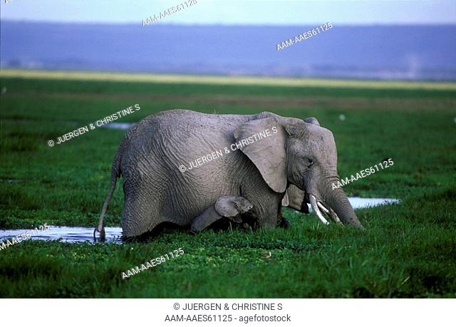 African Elephant & Baby (Loxodonta africana), Amboseli NP, Kenya