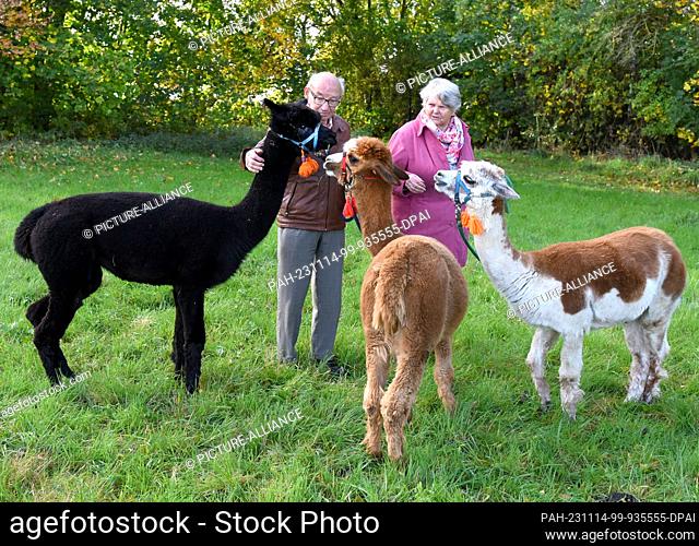 03 November 2023, Saxony, Delitzsch: 82-year-old Bernd Düsel and his wife Anita (76) take the three Tierpark alpacas Peaces