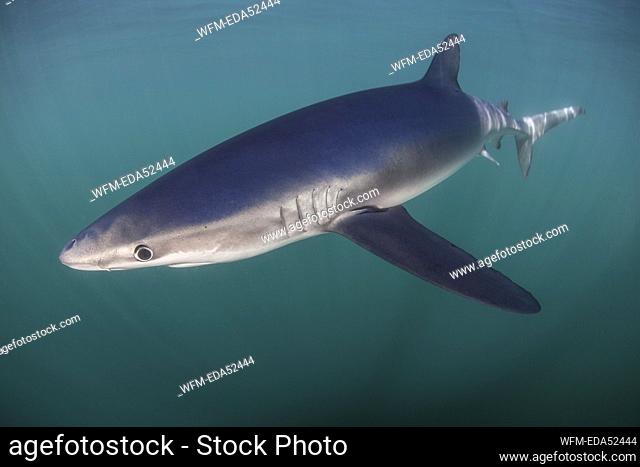 Blue Shark, Prionace glauca, Massachusetts, Cape Cod, USA