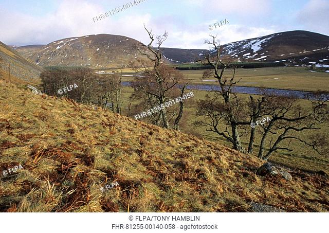 Trees growing on upland slope, River Findhorn, Carnphris Mhor, Strathdearn, Highlands, Scotland, winter