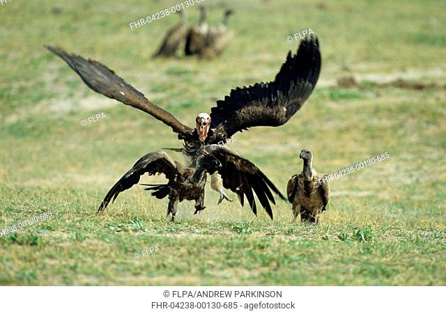 Lappet-faced Vulture Torgos tracheliotus chasing African White-backed Vulture, Chobe N P , Botswana