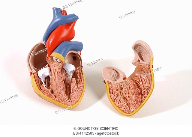 Model of the intern anatomy of the heart of an adult human body anterior view of a frontal section. The heart contains four cavities: two atriums in its upper...