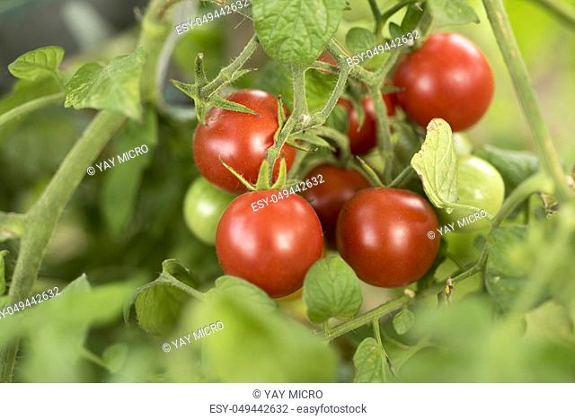 group of tomatoes growing in vegetable garden, organic farming