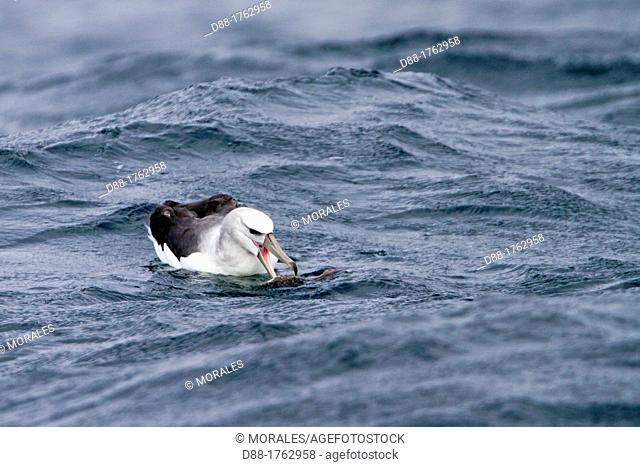 South Africa , Gansbaii , Seal Island , Shy Albatross or Shy Mollymawk  Thalassarche cauta , eating a fish looking like a catfish