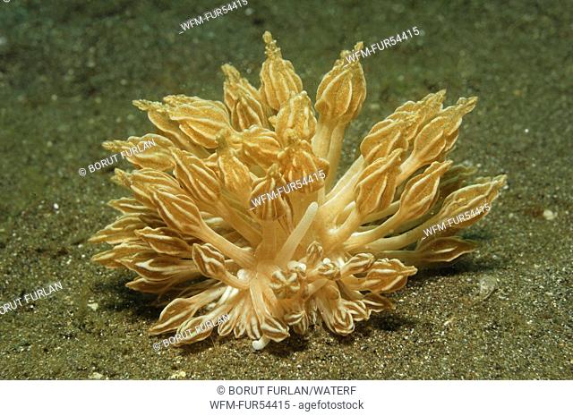 Brown Nudibranch, Phyllodesmium rudmani, Lembeh Strait, Sulawesi, Indonesia