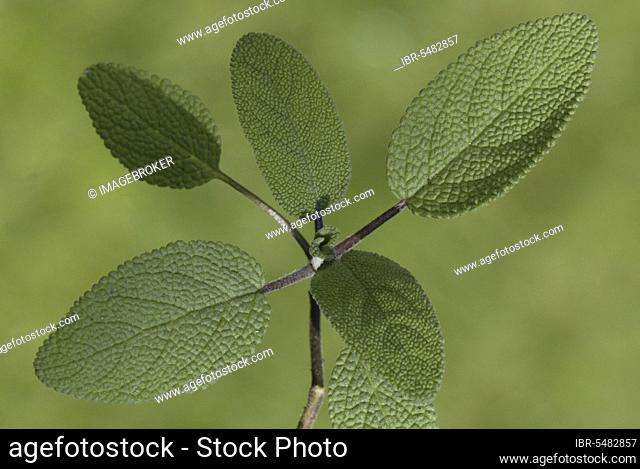 Common Sage (Salvia officinalis) leaves