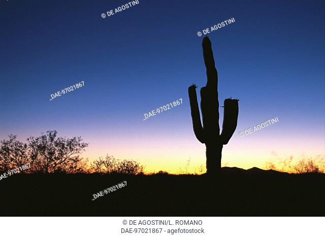 Saguaro cactus at sunset. Sonora Desert near Tucson, Arizona, United States of America