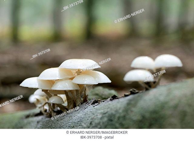 Porcelain Fungus (Oudemansiella mucida), Emsland, Lower Saxony, Germany