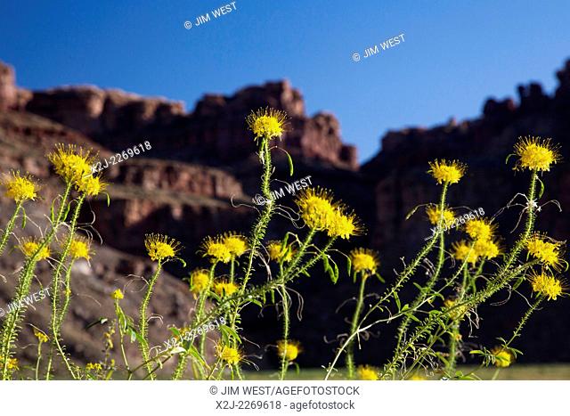 Canyonlands National Park, Utah - Yellow Beeplant (Cleome Lutea) growing at Spanish Bottom on the Colordo River