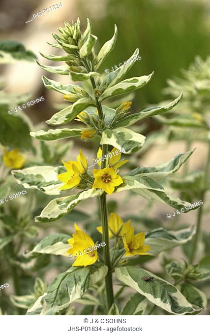 Yellow loosestrife, Lysimachia punctata, Germany, bloom