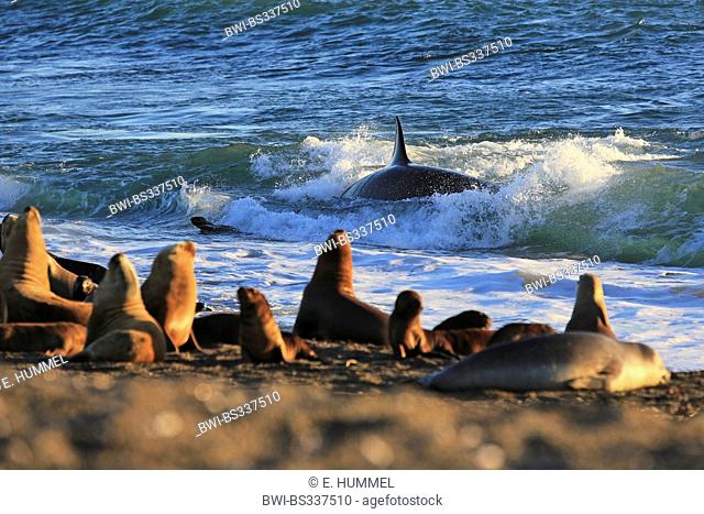 orca, great killer whale, grampus (Orcinus orca), in the surf near a sea lions colony, Argentina, Patagonia, Valdes
