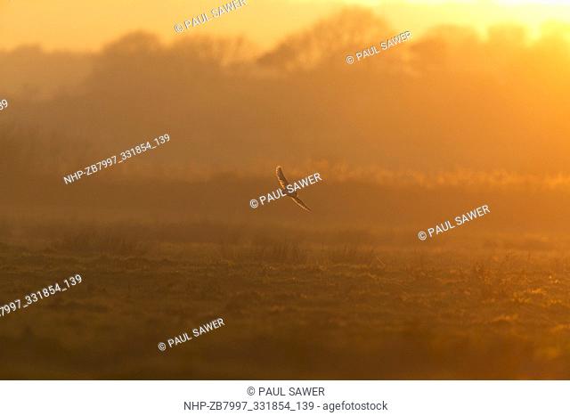 Barn Owl (Tyto alba) adult, flying over grazing marsh, backlit at sunset, Suffolk, England, February