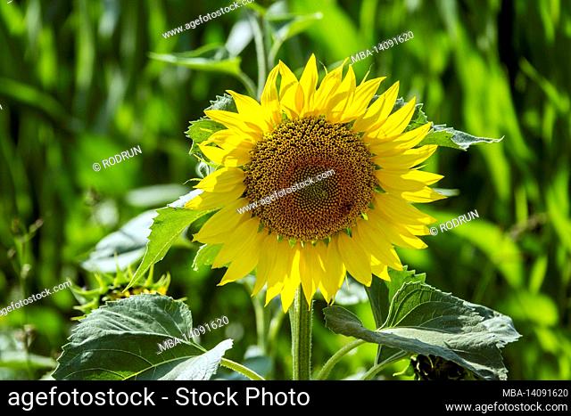germany, baden-wuerttemberg, sunflower, helianthus annuus