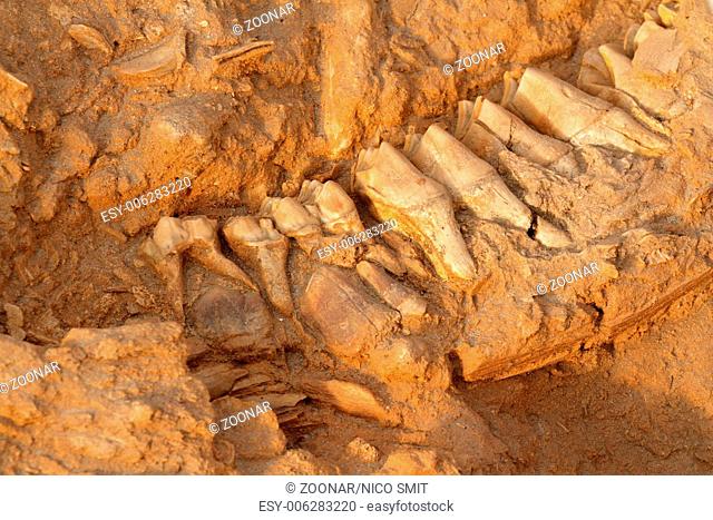 Ancient fossil jaw bone