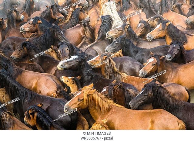 High angle view of large herd of brown wild horses