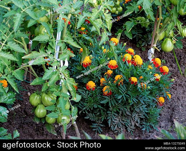 Mixed culture in the garden: tomato (Solanum lycopersicum) and marigold