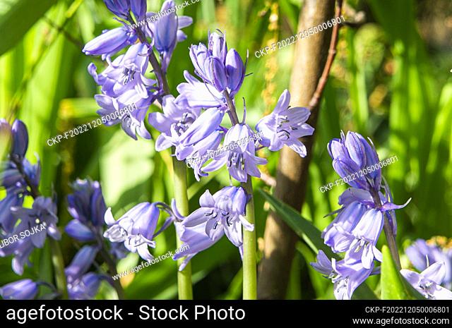 Spanish Bluebell, Hyacinthoides hispanica (Endymion hispanicus), flowering in Pruhonice, Czech Republic on May 13, 2022. (CTK Photo/Libor Sojka)