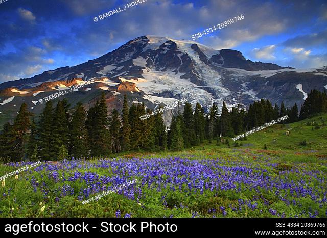 Sunrise Wildflowers and Mt Rainier From Paradise Meadows in Mt Rainier National Park in Washington