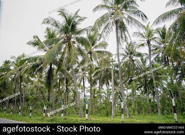 Coconut plantation. The Riverston Peak located in the central hills of Sri Lanka can be reached by travelling approximately 178km from Colombo