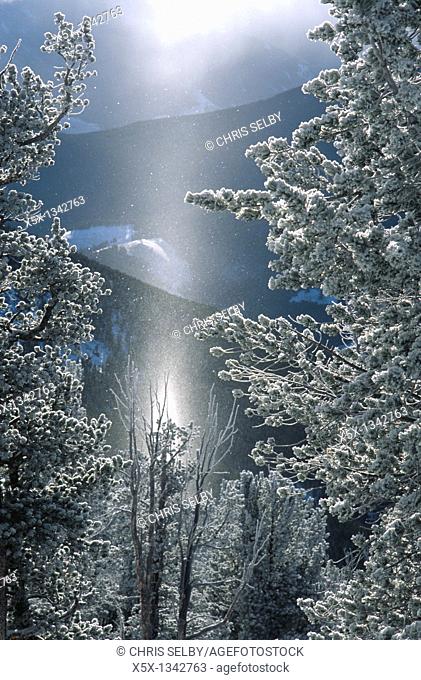 Shaft of light created by sunlight on falling snow, Red Lodge, Montana, USA