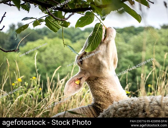 16 July 2023, Hesse, Frankfurt/Main: A sheep stretches its neck up to eat a leaf from a walnut tree in a meadow in Bergen Township