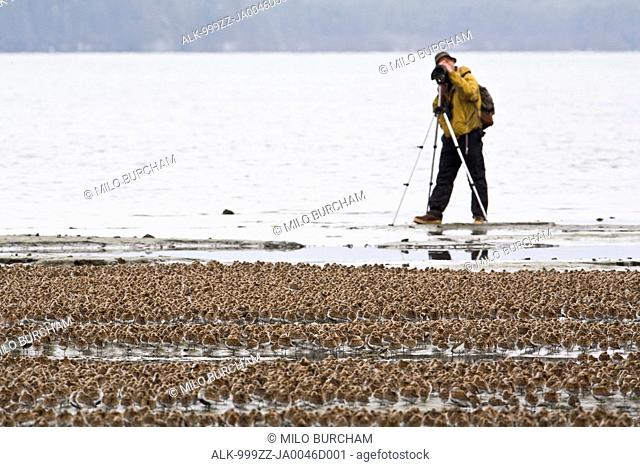 Birdwatcher photographs a large flock of Western Sandpipers and Dunlins on mud flats of Hartney Bay during spring migration, Copper River Delta