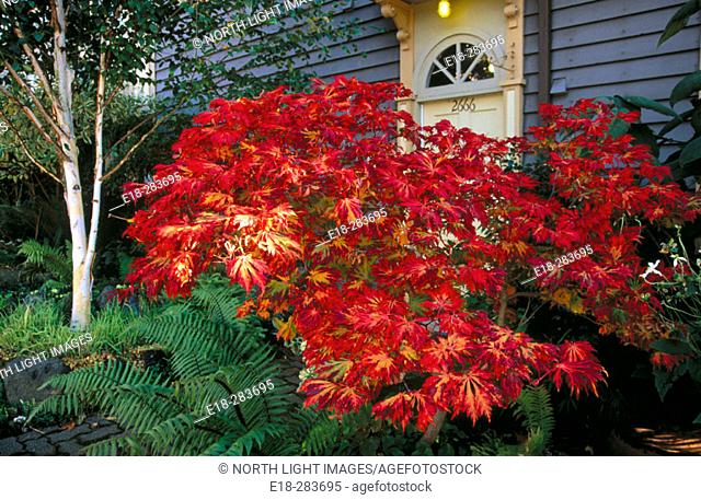 Bright red Japanese maple tree in residential garden, Kitsilano, Vancouver, BC, Canada