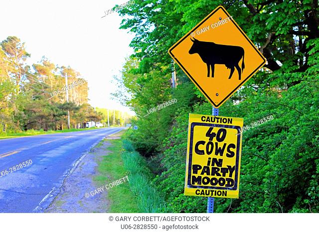 Funny road sign about cattle