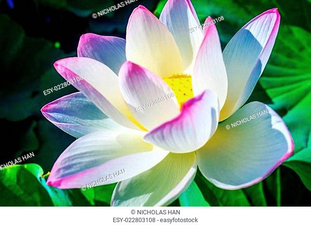 Closeup on lotus petal with copyspace