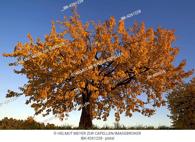 Wild cherry (Prunus avium) tree, autumnal colours, blue sky, Middle Franconia, Bavaria, Germany