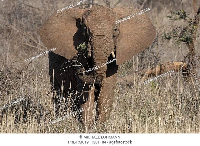 African elephant, Elephant, Loxodonta africana