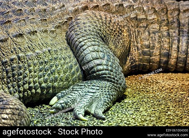 Crocodile closeup detail, rear leg and skin texture