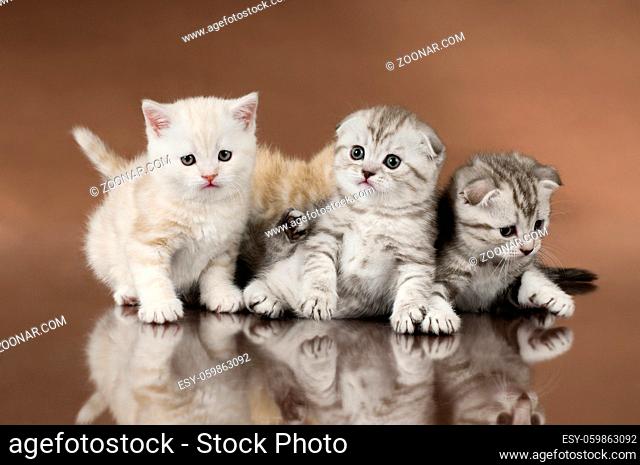group of four fluffy beautiful kitten, breed scottish-fold, on brown background