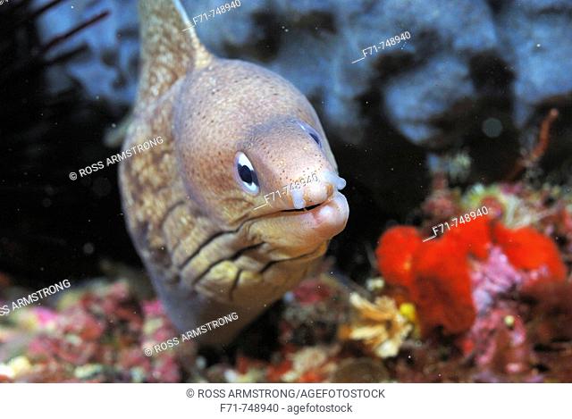Grey moray eel (Gymnothorax nubilus).  Poor Knights Islands, New Zealand. South Pacific Ocean