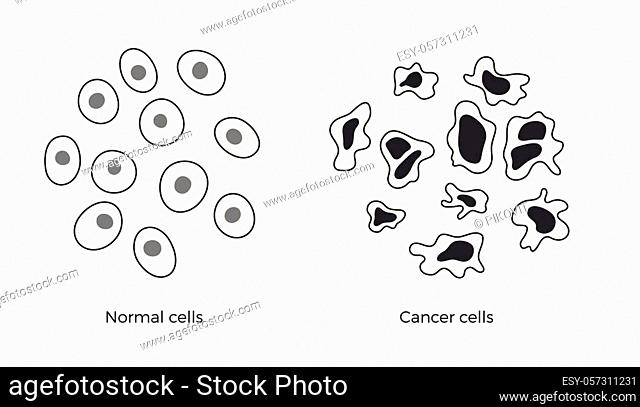 Vector isolated illustration of cell structure: normal and cancer. Medical diagram for poster, educational, science and medical use