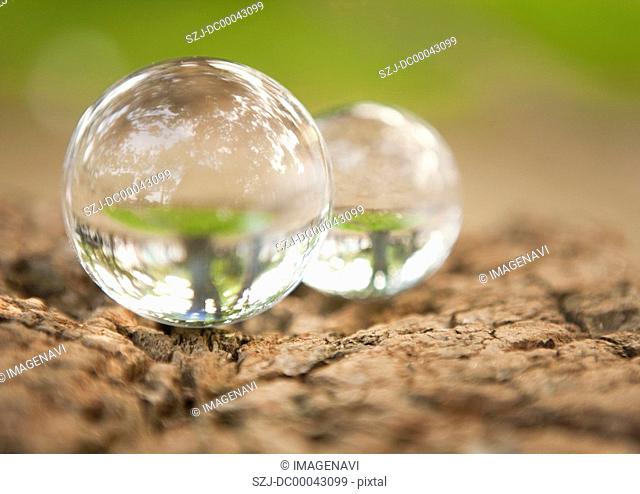 Trees reflecting in spheres
