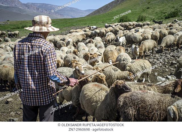 A shepherd is counting sheep in the mountains near Khinalig village, Quba region, Azerbaijan. Khinalig is an ancient village deep in the Caucasian mountains on...