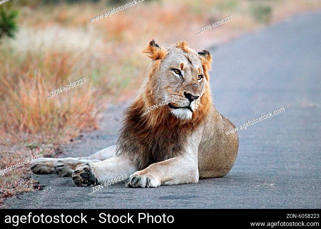 Löwe im Kruger Nationalpark, Südafrika; lion at Kruger National Park, South Africa