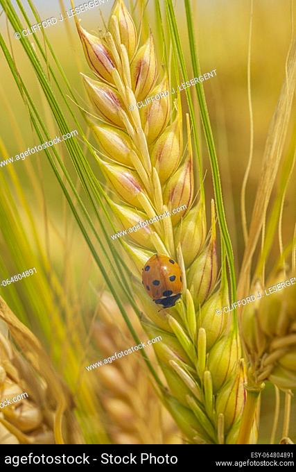 A seven-spotted ladybug (Coccinella septempunctata) on a stalk of wheat