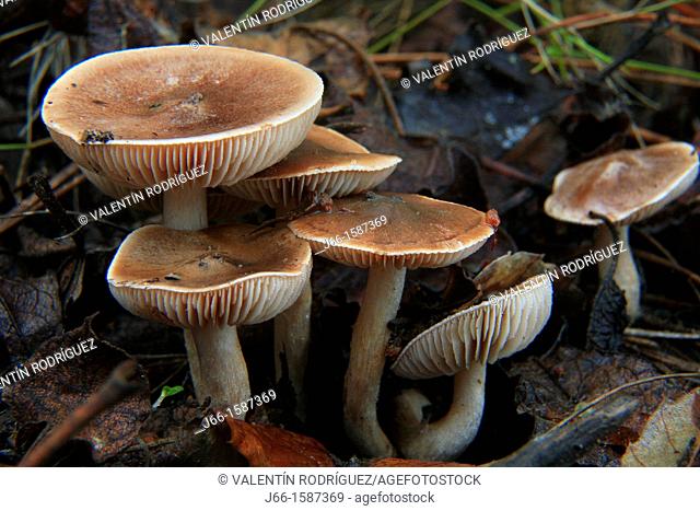 mushrooms in the natural park Sierra Calderona in the region of Alto Palancia  Castellón  España