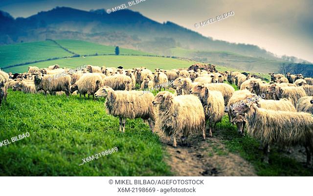 Sheep flock in a grassland