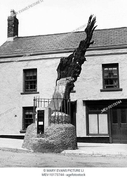 An ancient oak tree in the centre of Carmarthen, Carmarthenshire, Wales, which some believe was the birthplace of Merlin