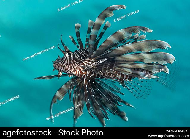 Common Lionfish, Pterois miles, Elphinstone Reef, Red Sea, Egypt