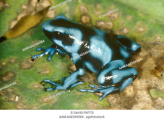 Green & Black poison Dart Frog (Dendrobates auratus) Blue Phase/Panama