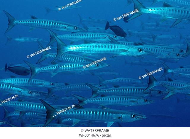 Shoal of Blackfin Barracuda, Sphyraena qenie, Blue Corner, Micronesia, Palau
